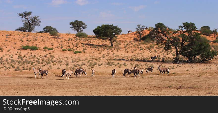 A herd of Gemsbok in the Auob River valley, Kalahari Desert. A herd of Gemsbok in the Auob River valley, Kalahari Desert