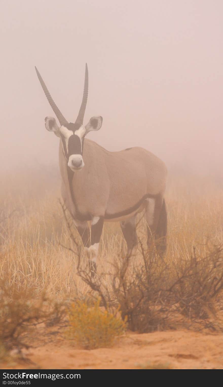 Gemsbok on an extermely rare misty morning in the Kalahari Desert. Gemsbok on an extermely rare misty morning in the Kalahari Desert