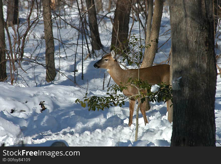 White Tail Deer in winter snow