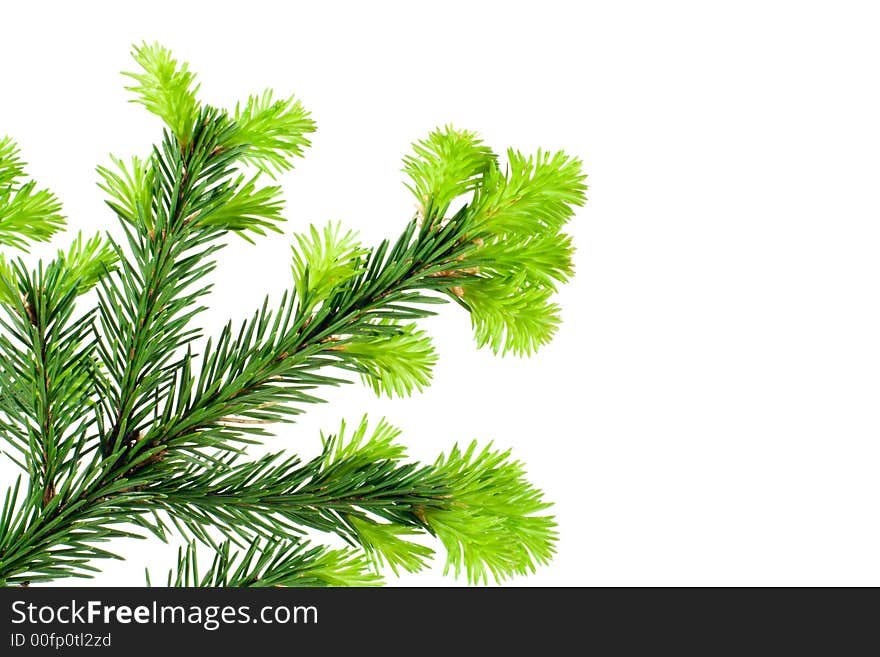 Branch of Fir isolated on white useful for prints decorations. Branch of Fir isolated on white useful for prints decorations