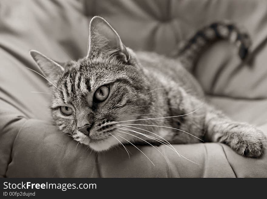 Tabby in Black and White