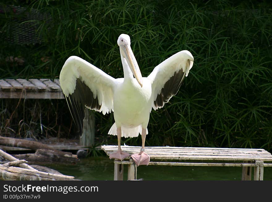 Pelican stretchinig out his wings before taking off