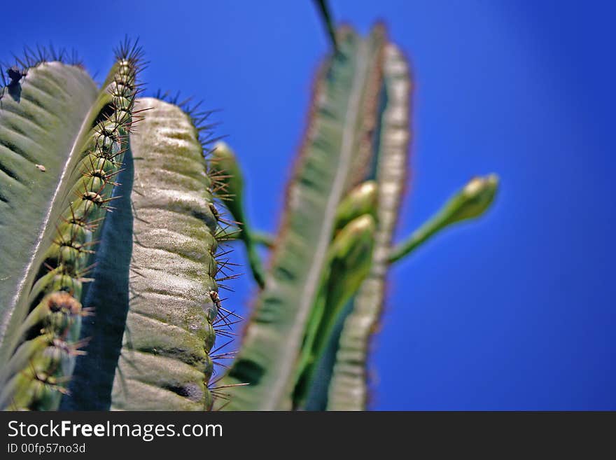 Cactus Plants