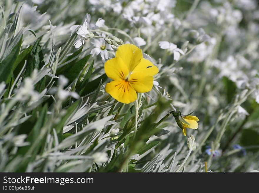 Small alone pansy in the middle of white flowers. Small alone pansy in the middle of white flowers