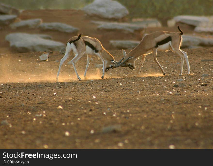 Picture taken in safari, Israel. Picture taken in safari, Israel.