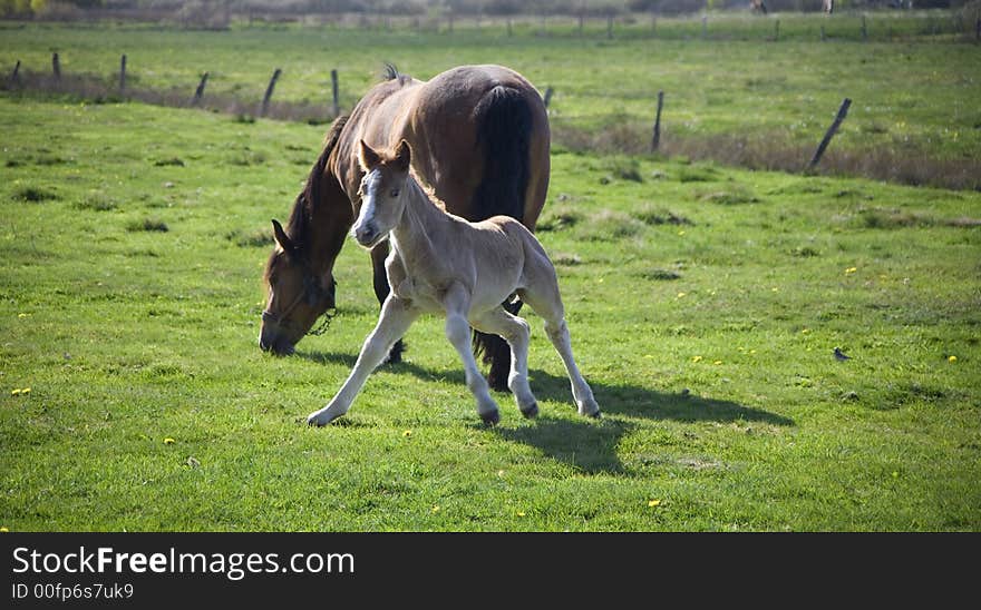 Horse whit youth colt on green grass