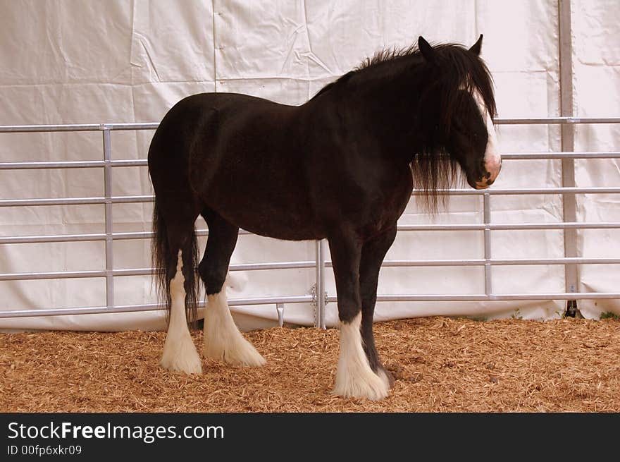 Beautiful black horse with white patch on it's nose and three of his feet are also white. Beautiful black horse with white patch on it's nose and three of his feet are also white.