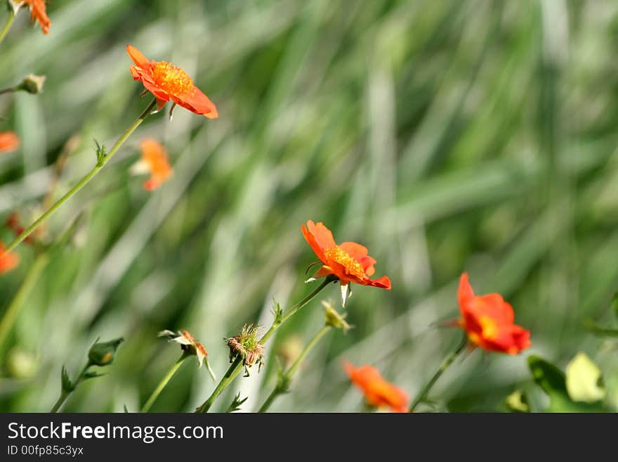 Beautiful flowers of Scarlet Avens (Geum coccineum)