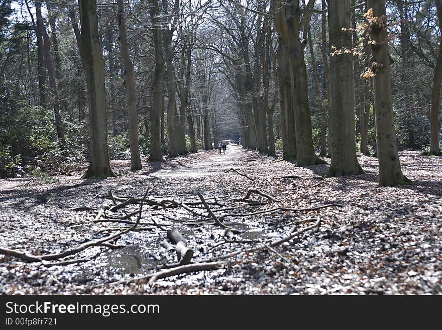 Forest road with many old trees in The Netherlands. Forest road with many old trees in The Netherlands