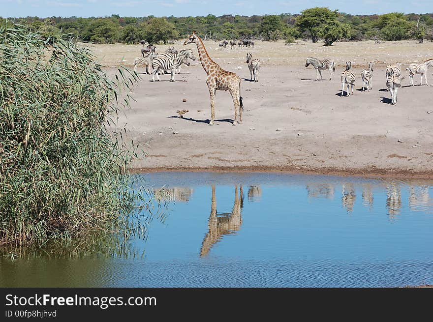 Giraffe standing close to a water-hole and is reflected in water.  In back ground there are other animals and in water there is a tree growing. Giraffe standing close to a water-hole and is reflected in water.  In back ground there are other animals and in water there is a tree growing