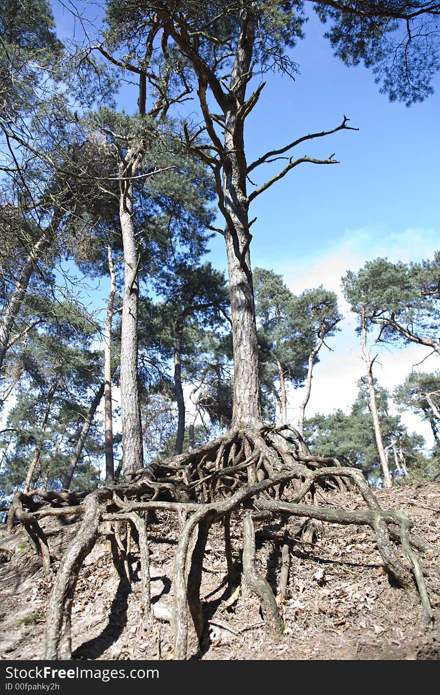 Open roots of an old tree. Open roots of an old tree