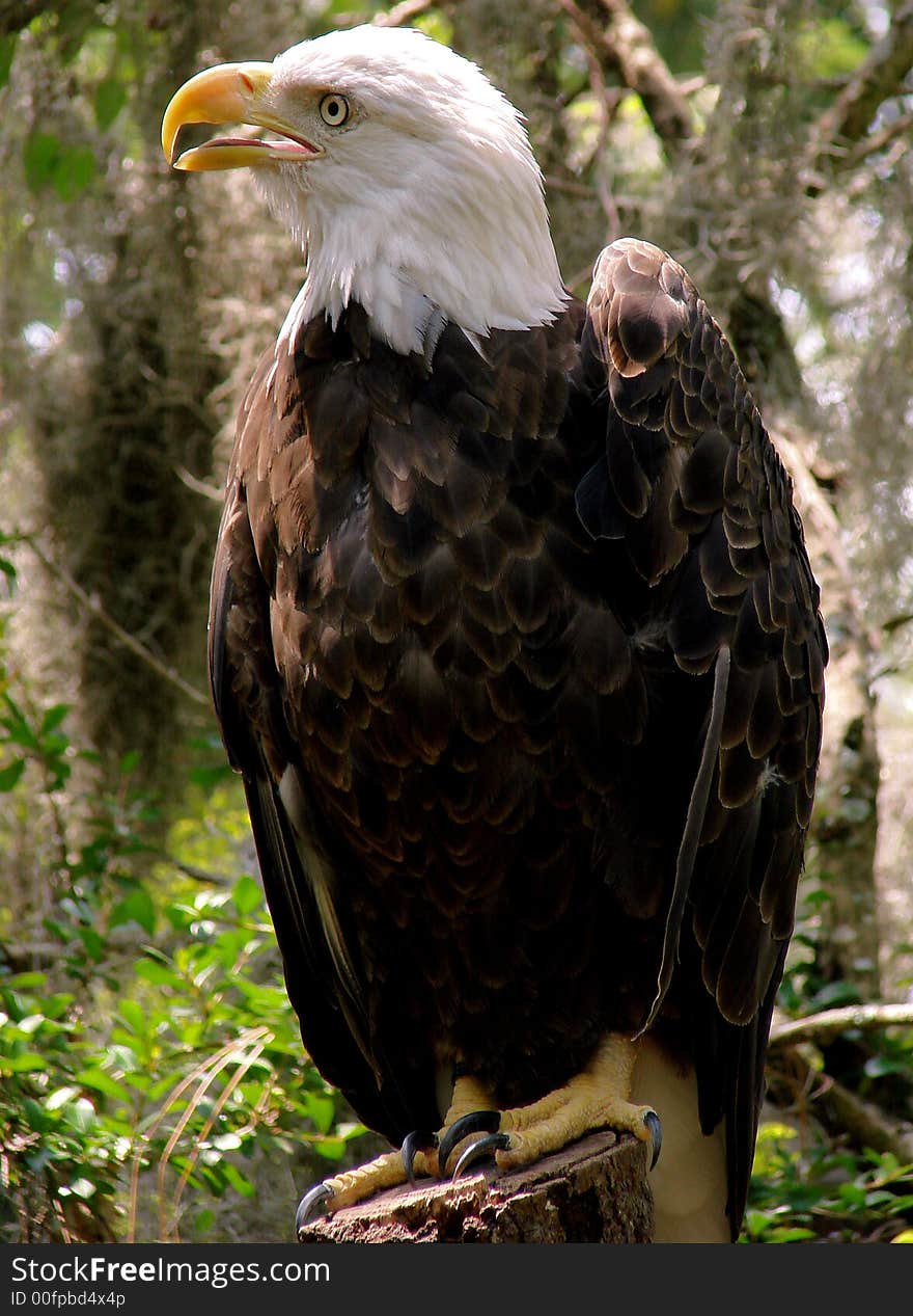 Bald eagle in a forest