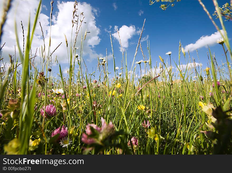 Low amidst in a meadow