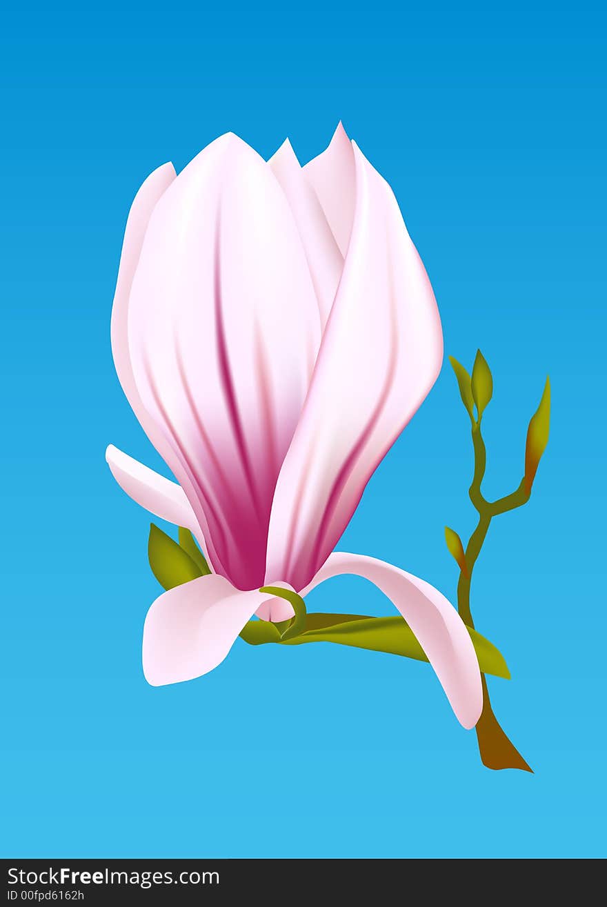 MagnoliaF