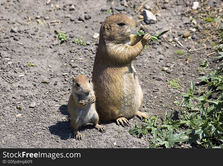 Prairie dog family in a zoo. Prairie dog family in a zoo