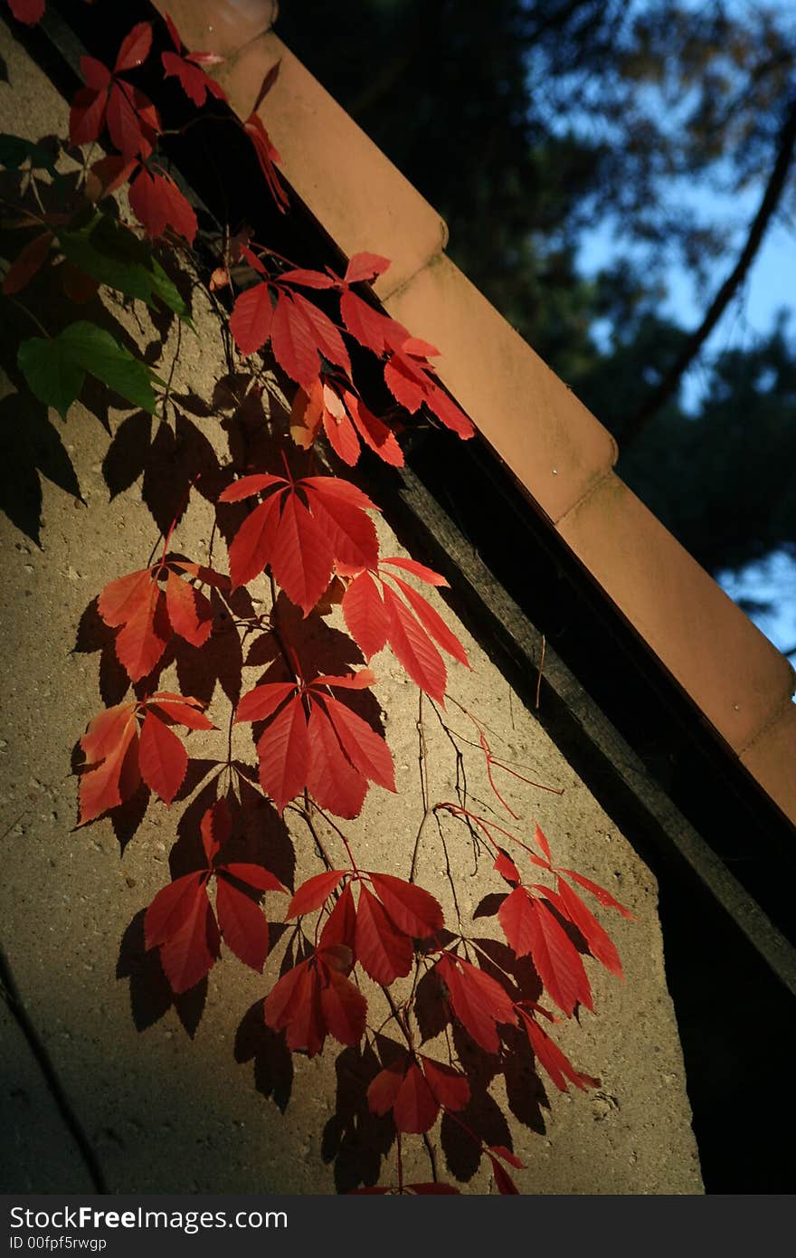 Virginia creeper on a house in autumn