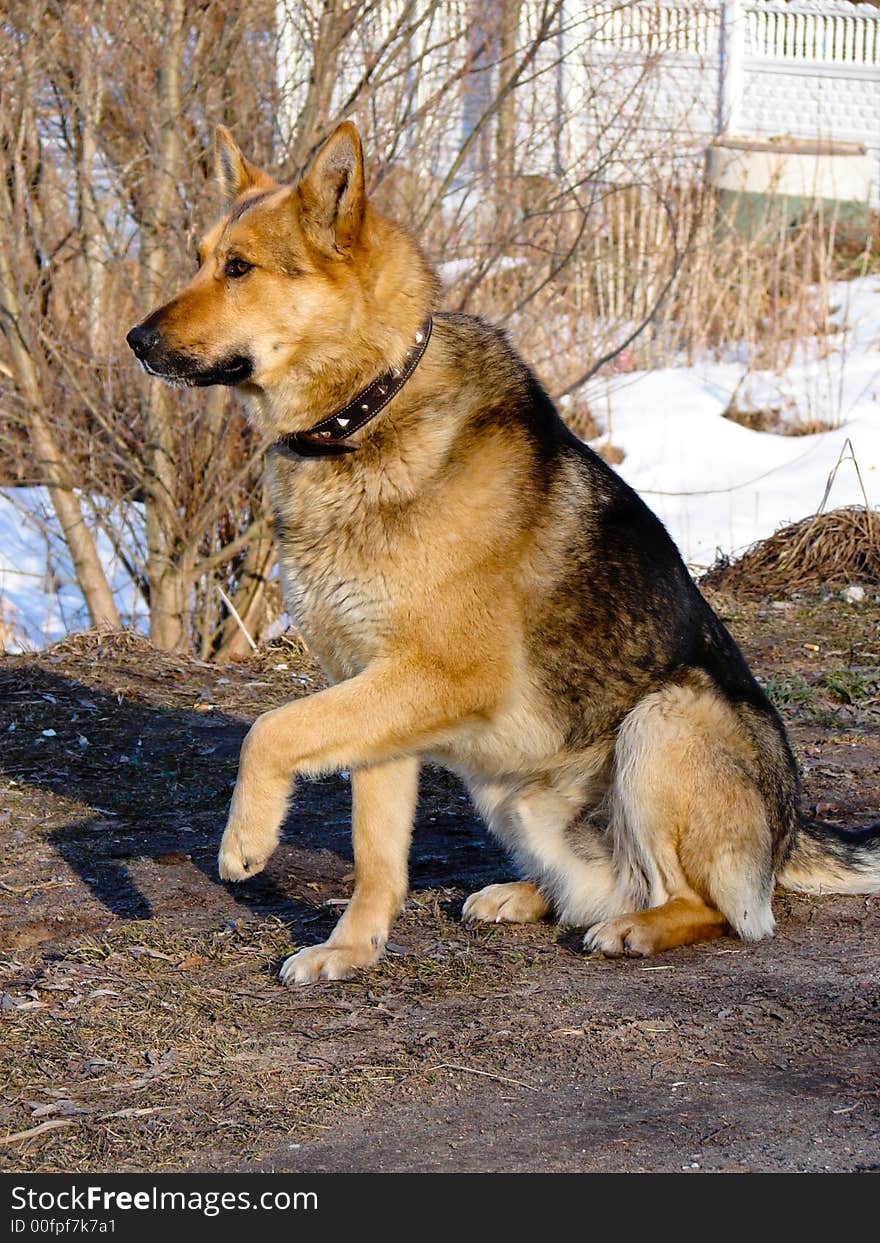 Dog with the lifted paw