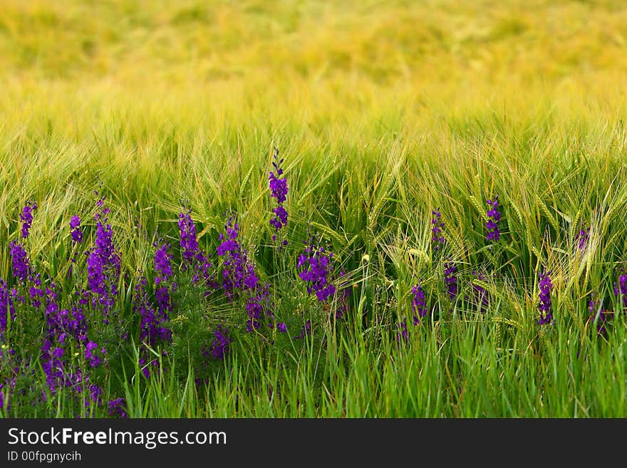 Purple flowers in a field