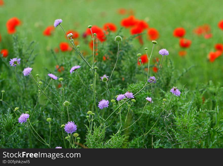 Summer floral background