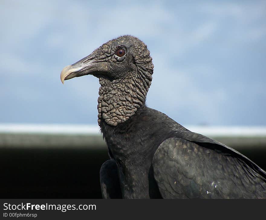 Scevenger bird of South America. Scevenger bird of South America