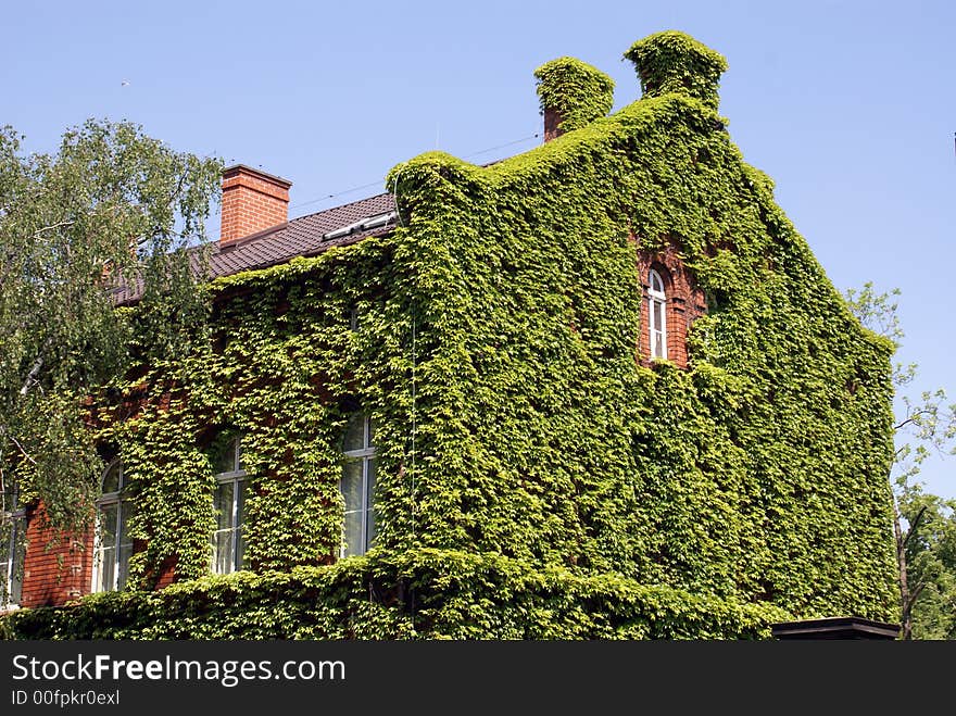 Windows on a wall covered with creeper. Windows on a wall covered with creeper