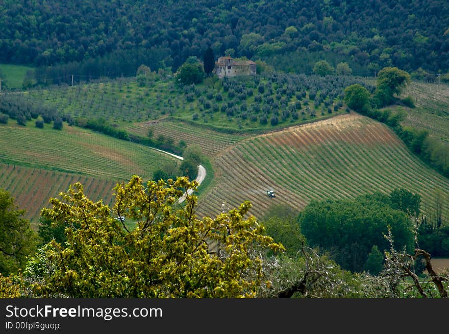 Vineyards in countryside around rural Tuscany, Italy. Vineyards in countryside around rural Tuscany, Italy.