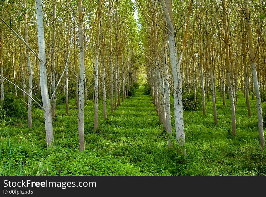 Stand of cultivated trees