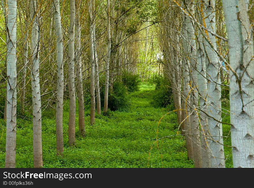 Stand of cultivated trees