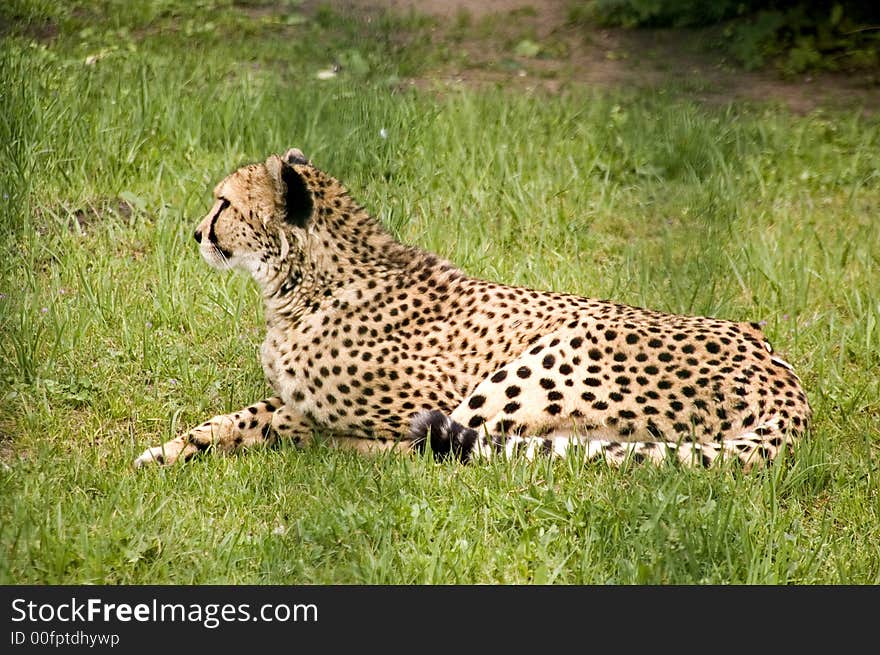 Cheetah