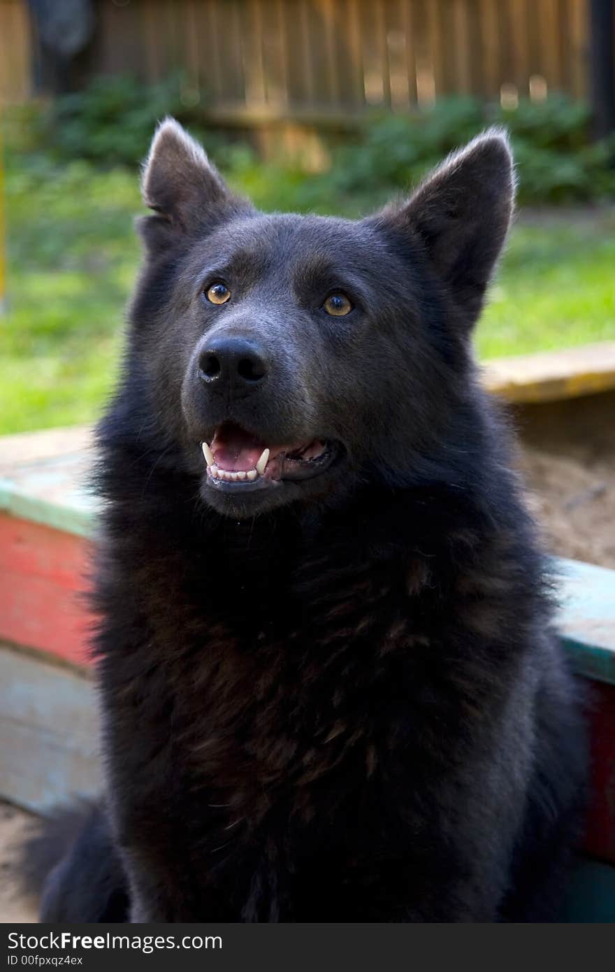 Black dog with dark blue shine sitting on a lawn before the house. Black dog with dark blue shine sitting on a lawn before the house