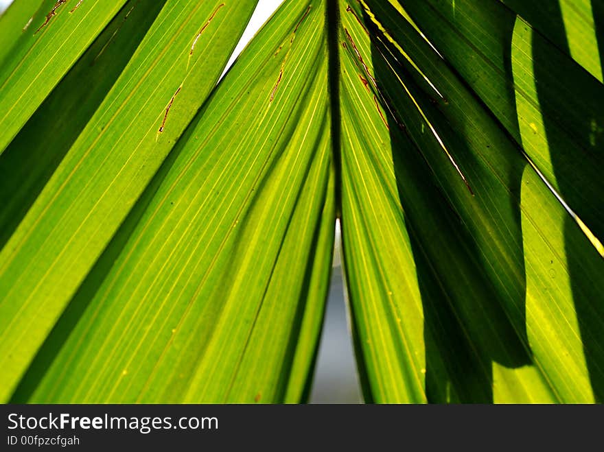 Tree and green leaf