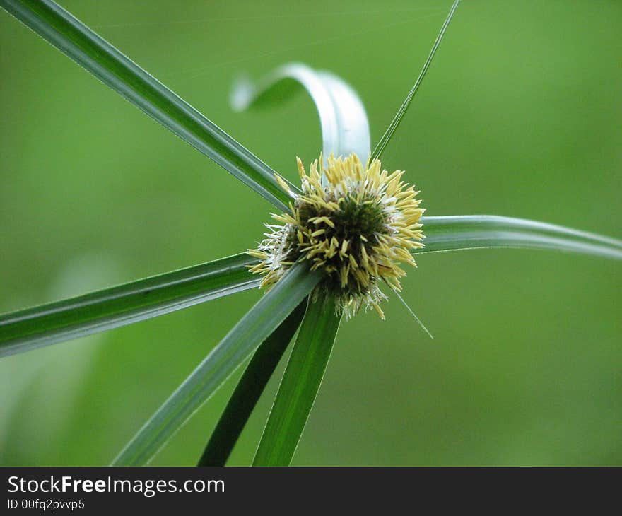 Wild Flower