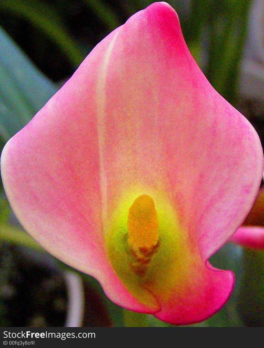 CALA LILY IN THE WILD