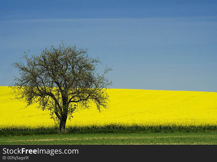 Landscape With Colza