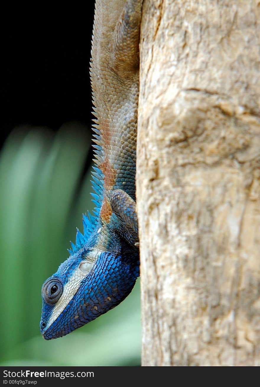 Blue-headed lizard on a tree. Blue-headed lizard on a tree