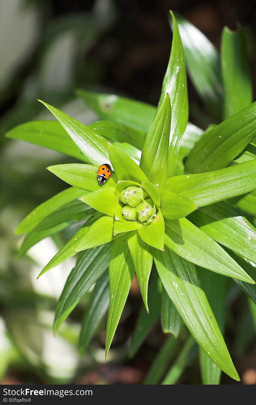 Lady bird on the leaf. Lady bird on the leaf