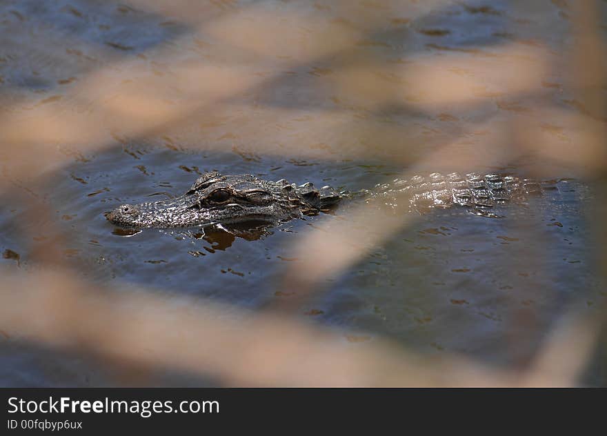 An alligator swims in a pond in Florida behind some long grass.