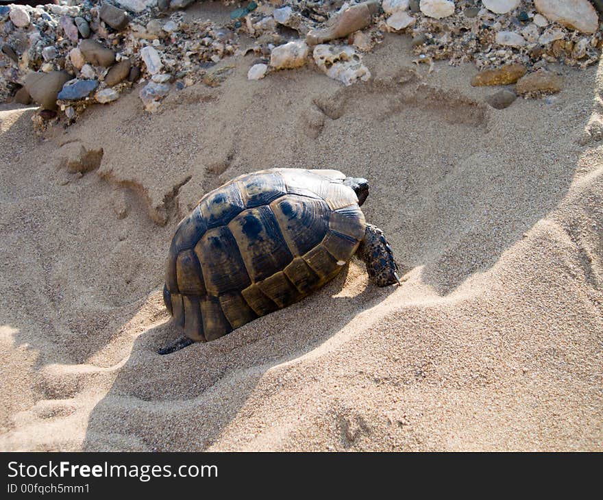 The image of a turtle shooting at coast of Mediterranean sea, Antalia, Turkey