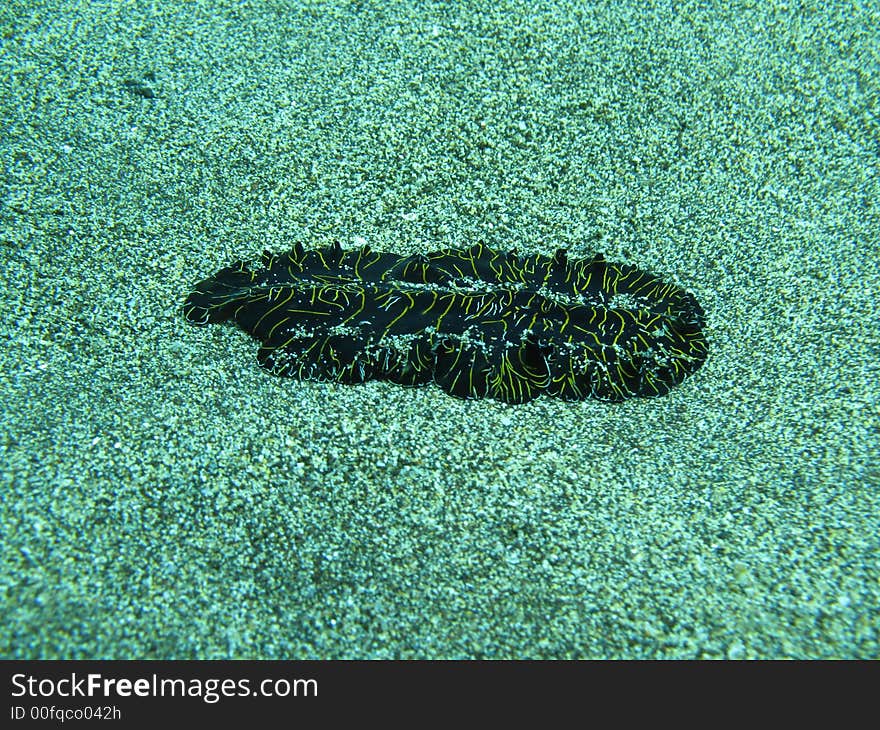 Flatworm