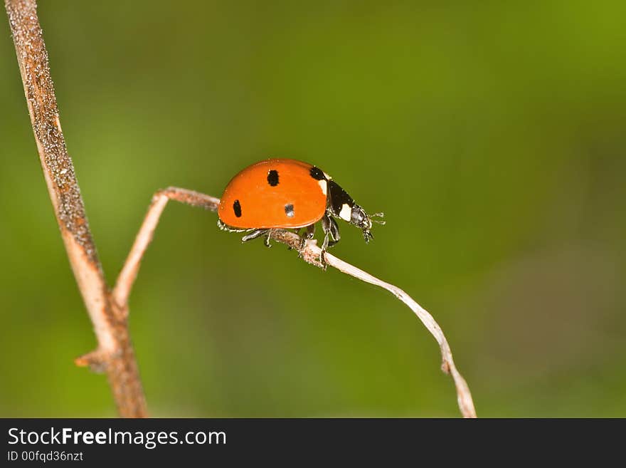 Small ladybird with seven points on the dry blade of grass