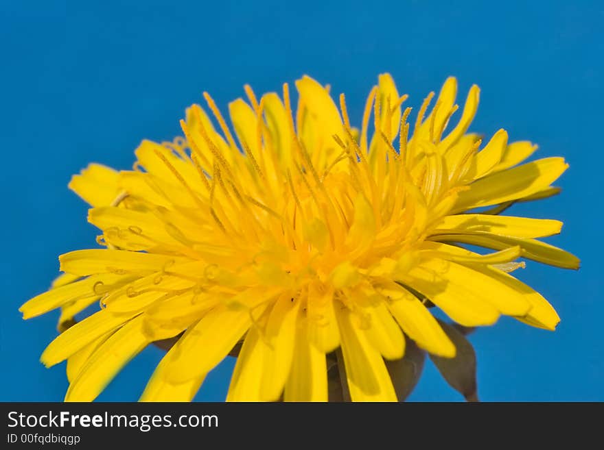 Yellow bright dandelion on the blue background. Yellow bright dandelion on the blue background