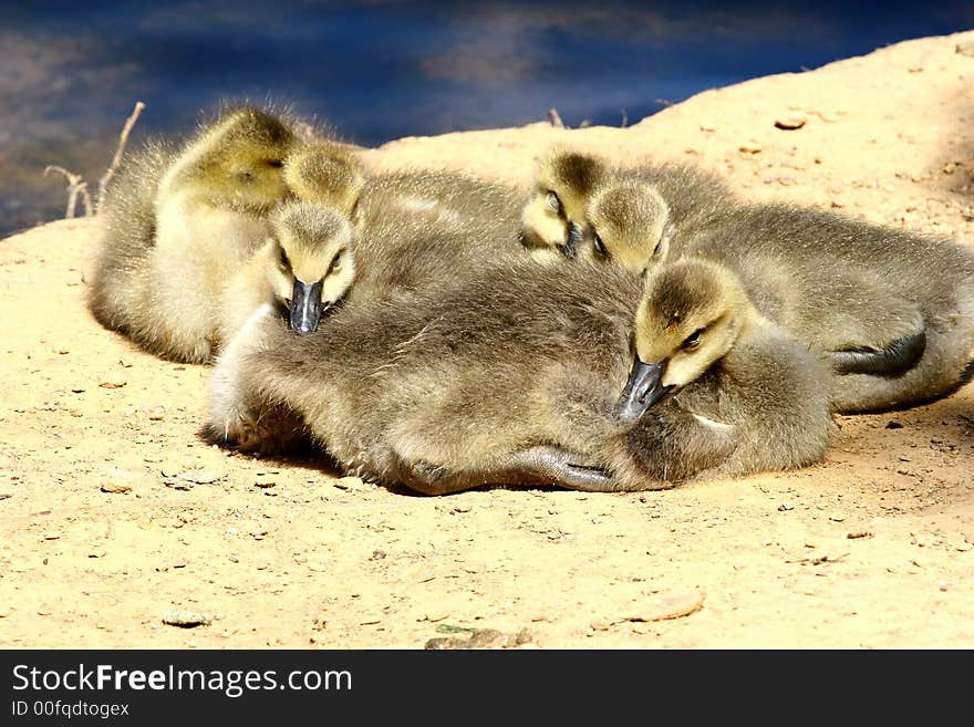 A pile of baby geese preparing for sleep by a lake. A pile of baby geese preparing for sleep by a lake