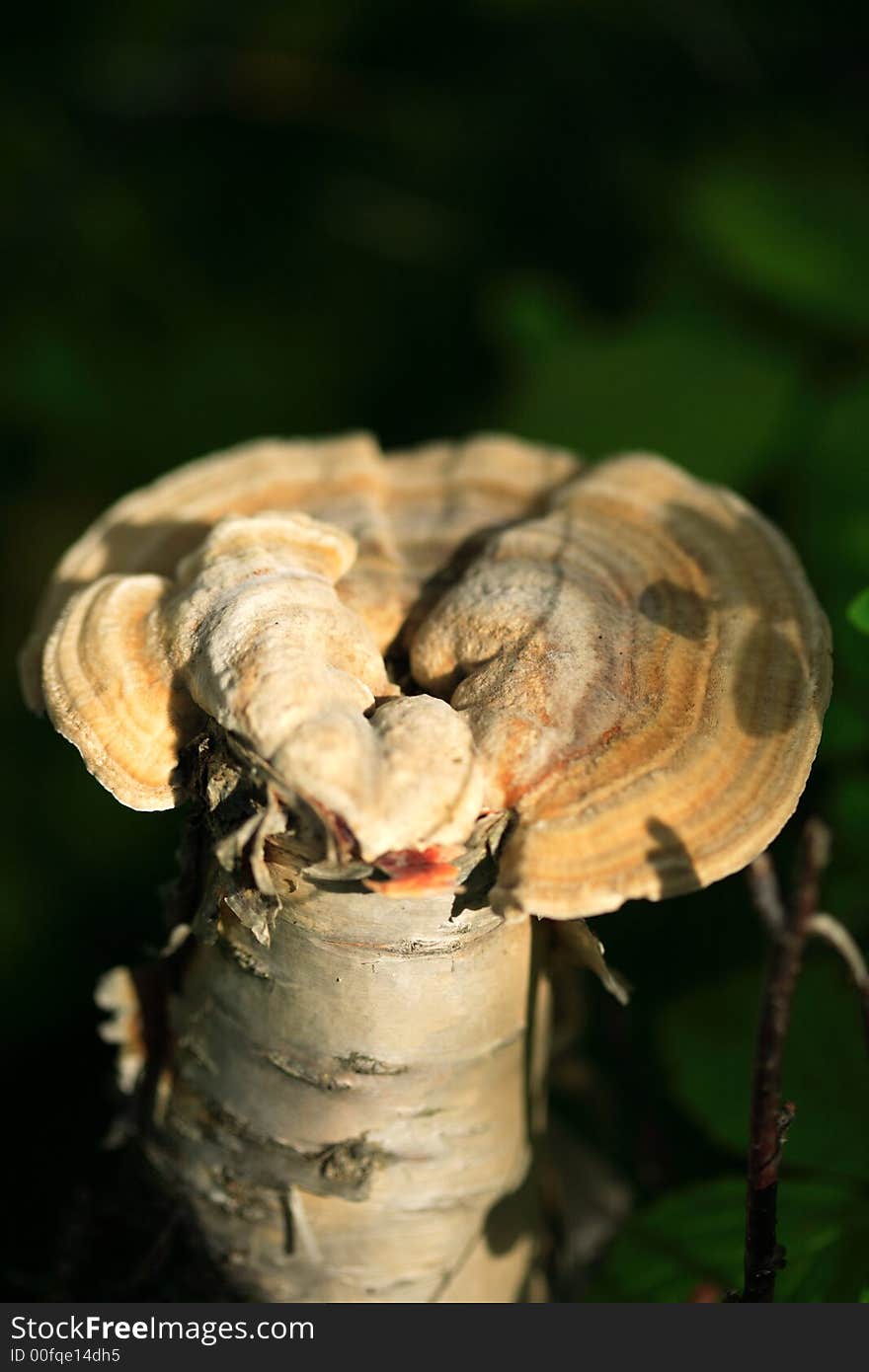 Single mushroom