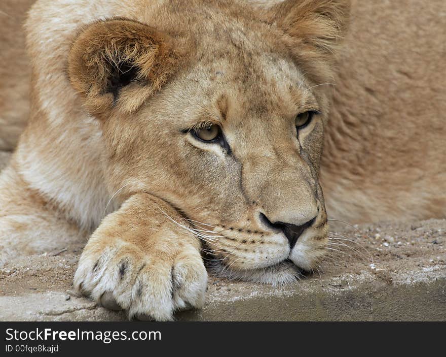 Close-up of a female lion