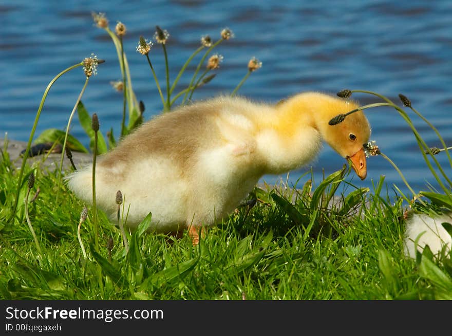 Cute duckling in the grass