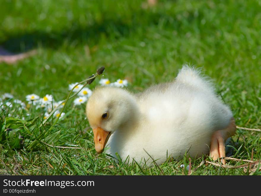 Cute duckling in the grass