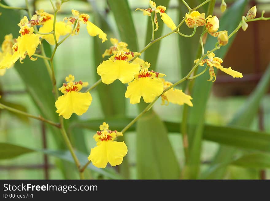 Small Yellowish Orchid