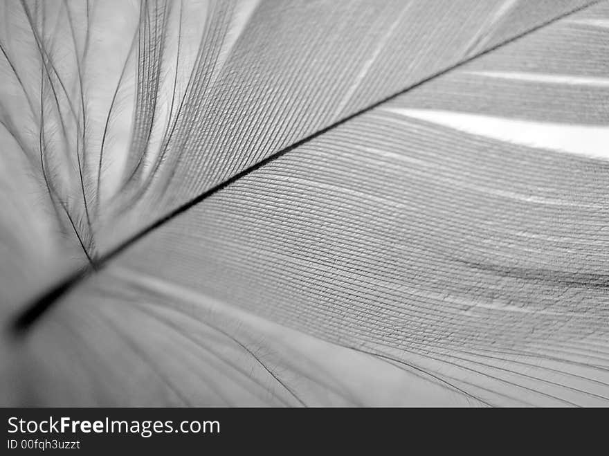 B&W feather closeup