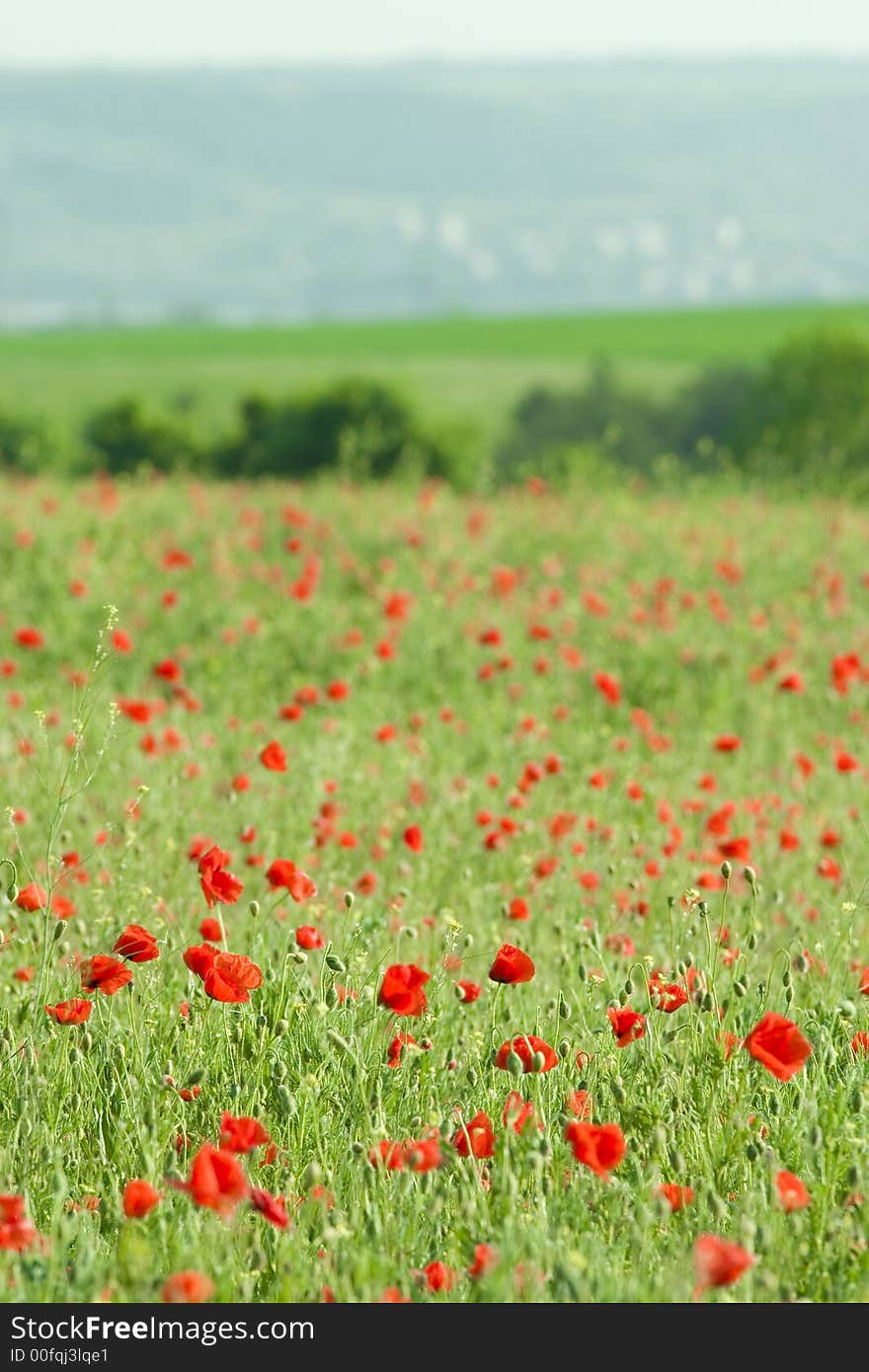 Poppy field close-up