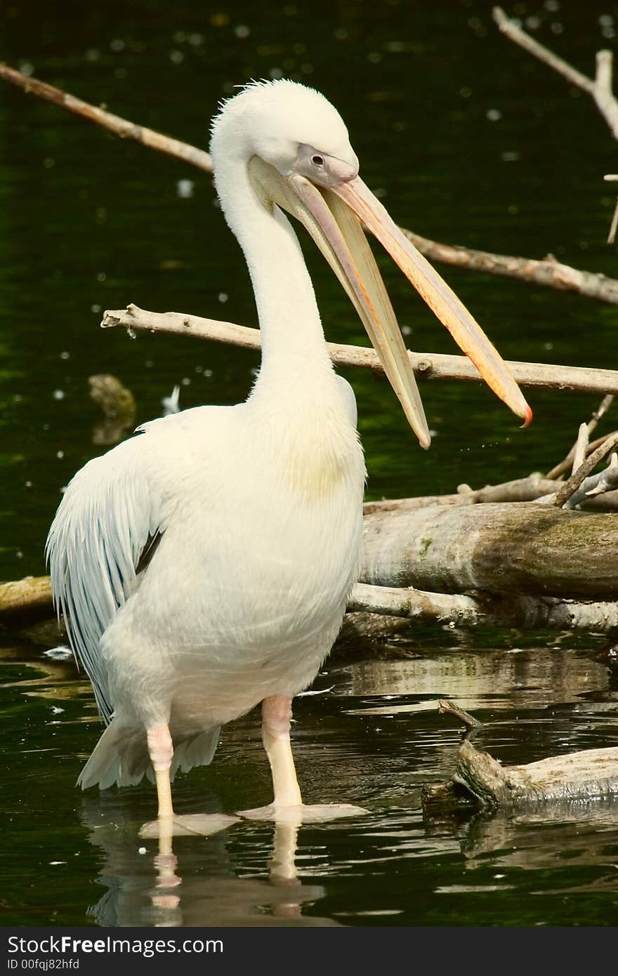 Pelican close up